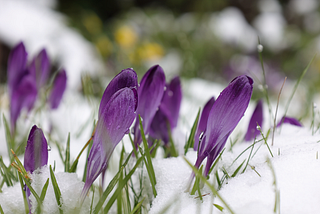 Purple crocus pushing through the snow