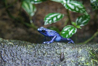 The Alarming Decline of Amphibians: A Global Crisis