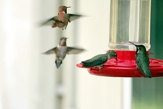 Hummingbirds and Their Effect on Seniors