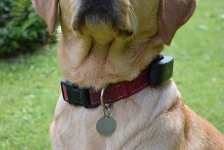 Saying Goodbye to a Dog That Saved My Life