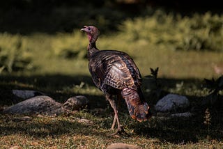 This Wild Turkey Got My Attention