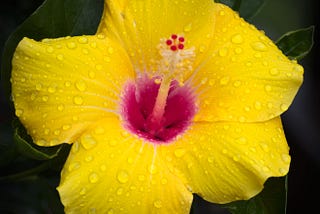 A large yellow hibiscus flower covered in raindrops shows a magenta center and pistil jutting out from the center.