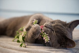 Catnip can Arouse and Soothe Cats