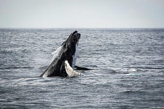 Whales: On Exercising the Longest “NOPE!!”In Animal History