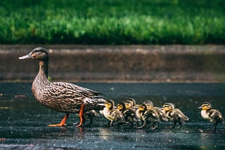 Mother duck with duckling following