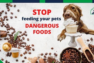 STOP Feeding Your Pets These Dangerous, Potentially Fatal Foods