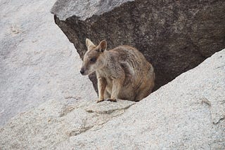 Rock Wallabies.