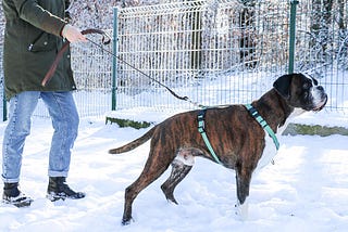 The Secret World of Dog Sports: Unveiling the Thrilling Canine Competitions