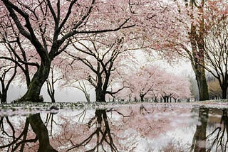 Cherry Blossom trees in bloom over a river.