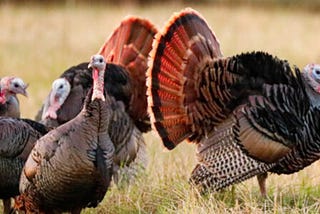 AgriLife Today: Wild turkeys are strutting into spring