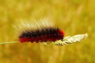 Stinging Rose Caterpillar