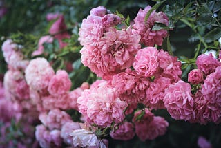 A beautiful bush of pink peonies.