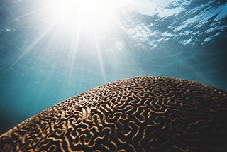 Exploring The 5 Key Brain Waves