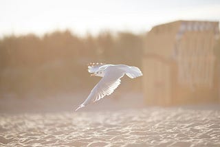 ♥️ True Love Story of Seagull & Fish: A Tale of Sky & Sea