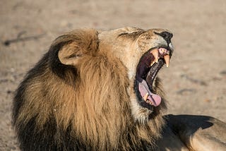 A seated lion roars