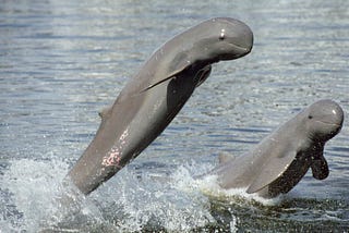 Crisis and Conservation: Safeguarding the Endangered Irrawaddy Dolphins of Chilika Lagoon