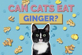 Can Cats Eat Ginger? Navigating the Risks and Rewards