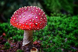 I Ate Fly Agaric Mushrooms When I Was a Child