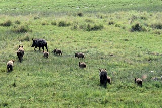 A group of adult and juvenile feral pigs