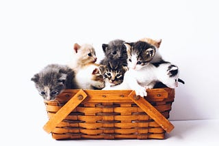On Felines and Generational Trauma (Hate)