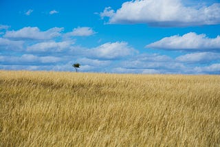 The Prairie of North America