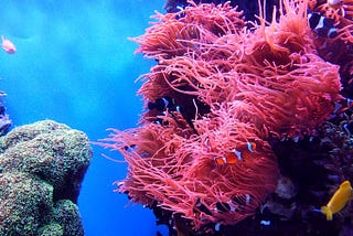 Galaxea — Preserving The Ocean, One Coral at a Time