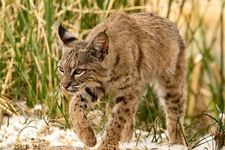 A Bobcat is a large, wild cat that takes its name from its bobbed tail.