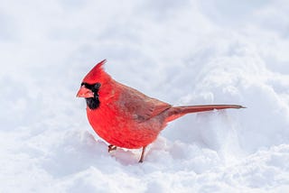 One Day, I Was Troubled, and Then I Saw a Cardinal