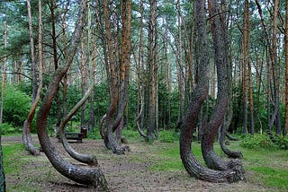 The Crooked Forest