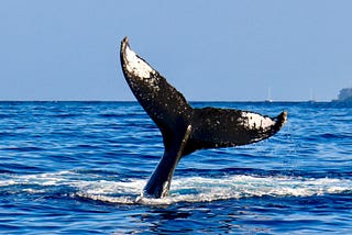 Decoding the Magic of Whale Watching