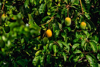 Grabbing the last set of mangoes before the season ends