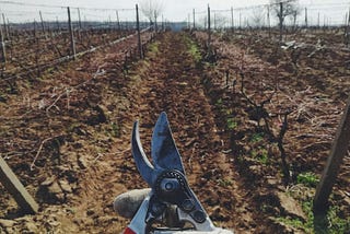 A pruned vineyard. In the foreground, someone holds a pair of pruning shears in their right hand.