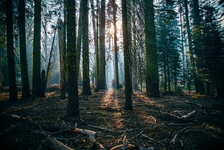 Echoes from the Ancient Wood: Cultivating Timeless Leadership
