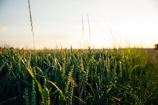 a picture of a cornfield during sunrise.