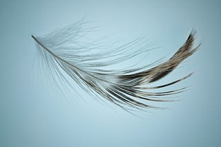 A single feather floating