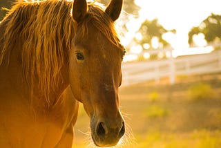 Chestnut horse standing in a field