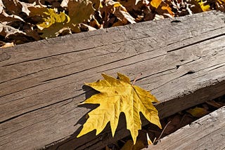 Oak-Wood-1