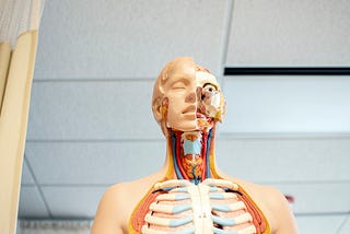 An image of a plastic human anatomy model showing half a human face and half a skull with the various organs and veins exposed.