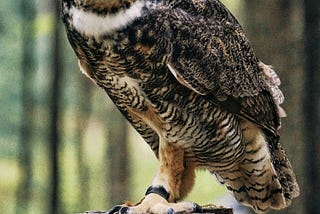 Fascinating Facts About Owls
