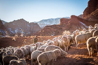 A Time for Good Shepherds