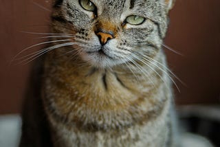 Cat looking bored at the camera