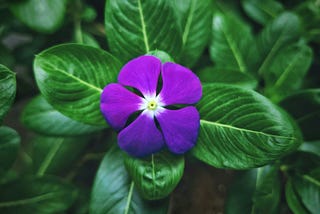 Purple Rose