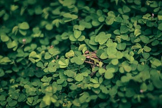 A frog almost entirely hidden in a patch of green clover