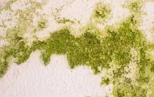 How Do You Get Rid Of Fungus On Walls In 4 Easy Steps?