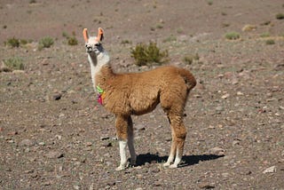 How to run llama3.1 on M1 Mac with Ollama