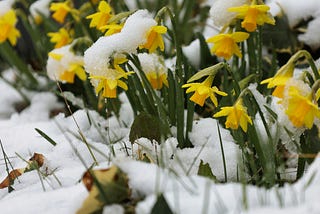I Both Adore Winter and Long For Spring