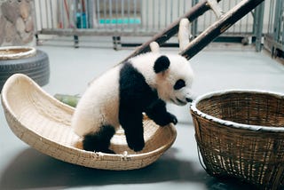 Contoh implementasi “FuzzyWuzzy” pada pandas python