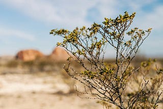 Creosote in focus, desert out of focus in the background