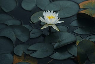 For lotus signifies new beginnings