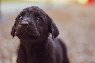 A soulful Black Labrador Retriever puppy